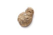 Koprolith (versteinerter Kotballen) einer Höhlenhyäne