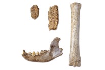 Knochen und Zähne von eiszeitlichen Wildtieren (Mammut, Wisent, Hyäne und Wildpferd)