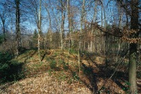 Das aktuelle Foto zeigt den eisenzeitlichen Fundort im Hardhäuslischlag bei Muttenzl aus dem gleichen Blickwinkel. Der Grabhügel ist heute noch im Gelände sichtbar.