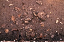 Die menschlichen Schädel, Weinamphorenfragmente und Tierknochenreste liegen dicht an dicht in der Grube. Die obersten drei Schädel werden anschliessend entfernt, um an die darunter liegenden Funde heranzukommen.